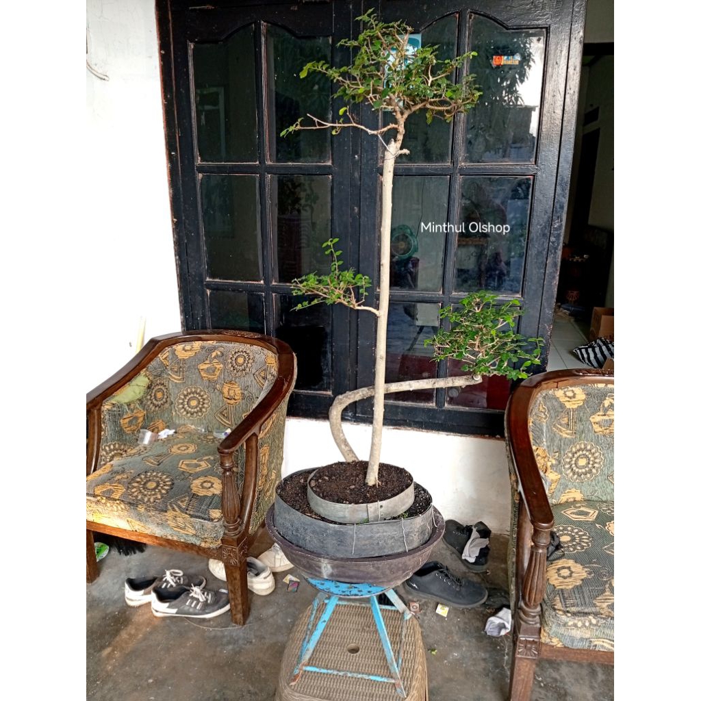 Bonsai serut bunjin unik sesuai foto siap pajang