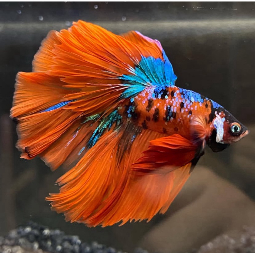 Cupang halfmoon nemo masih bahanan, warna mutasi 20%, indukan bagus, ekor lebar istimewa