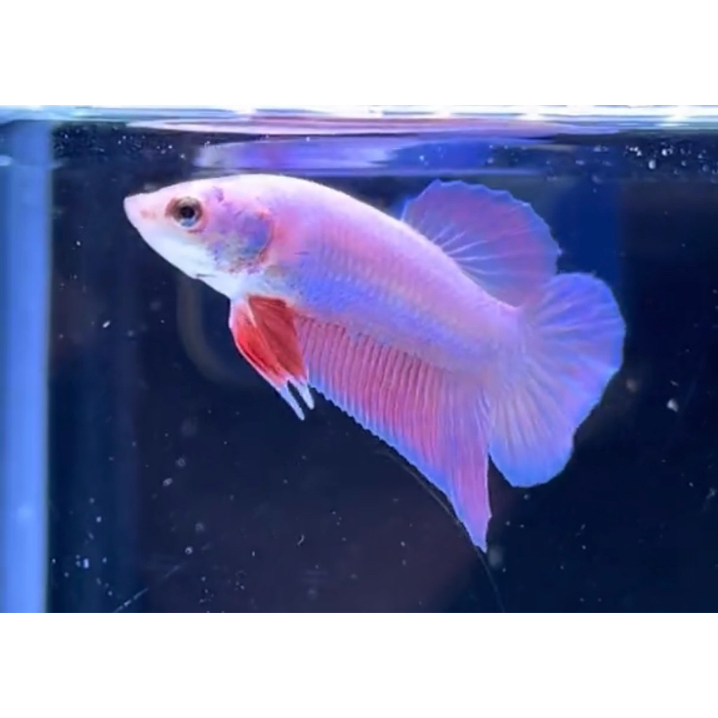 cupang plakat pink aurora