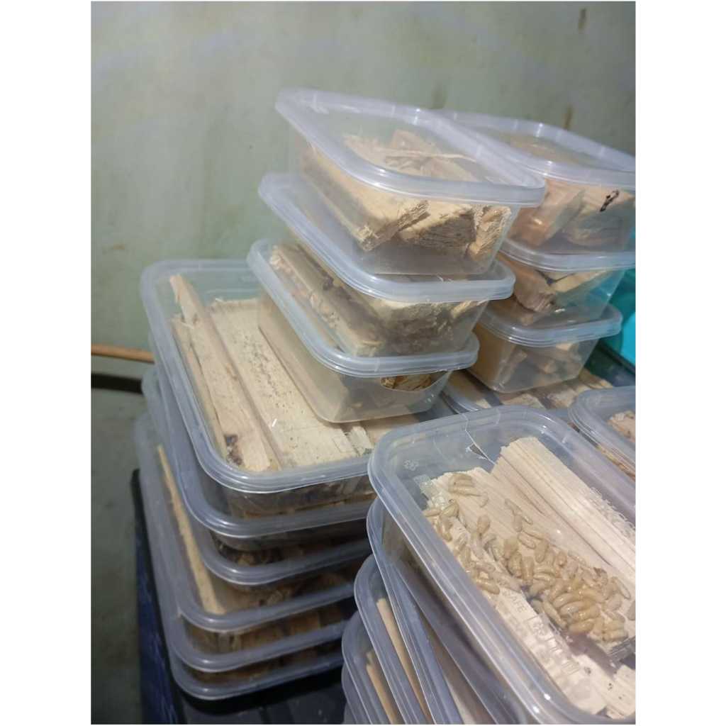 pua/poa/umpan mancing wader tawes ukuran 500ml,warangas,rayaphutan,laronputih