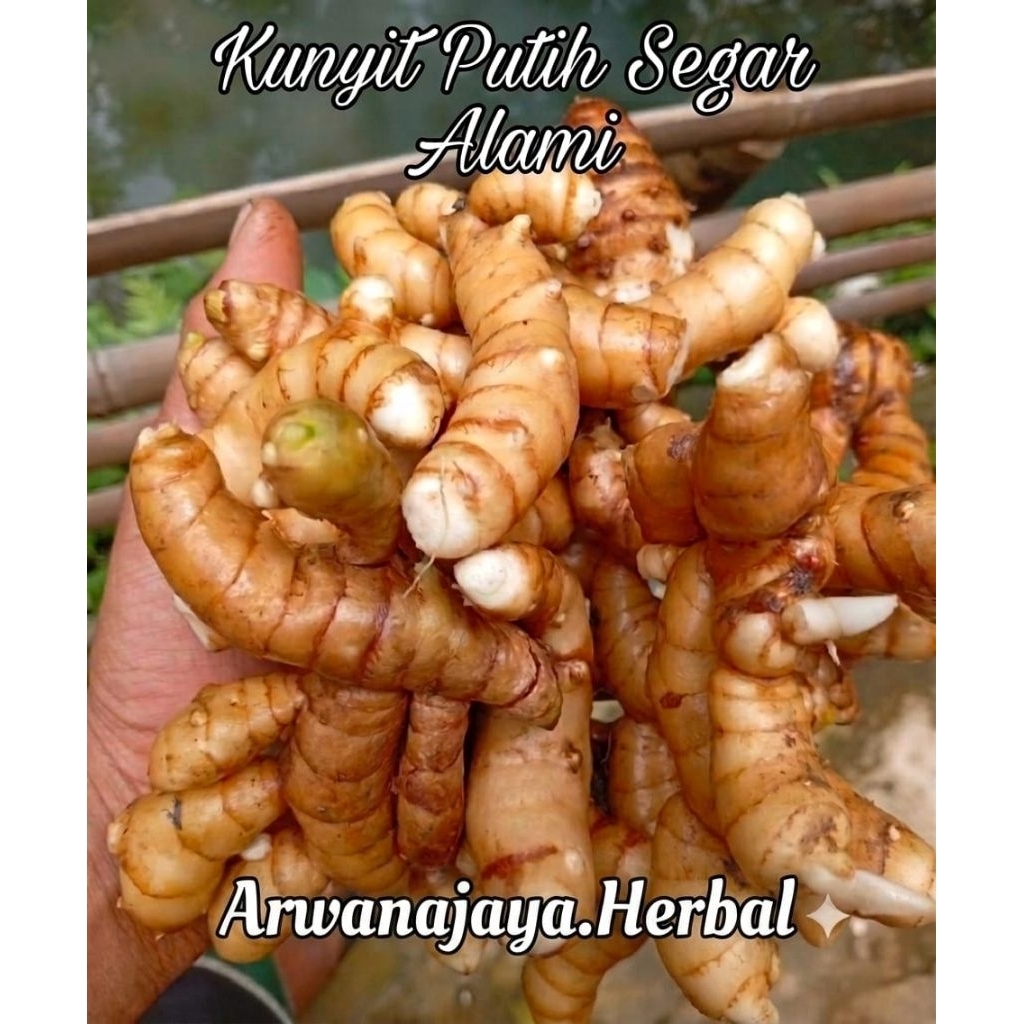 Kunyit   Putih Dan Bersih  Temu Putih Asli  1 kg Antioksidan  Pereda Maag Anti K angker. Arwanajaya 