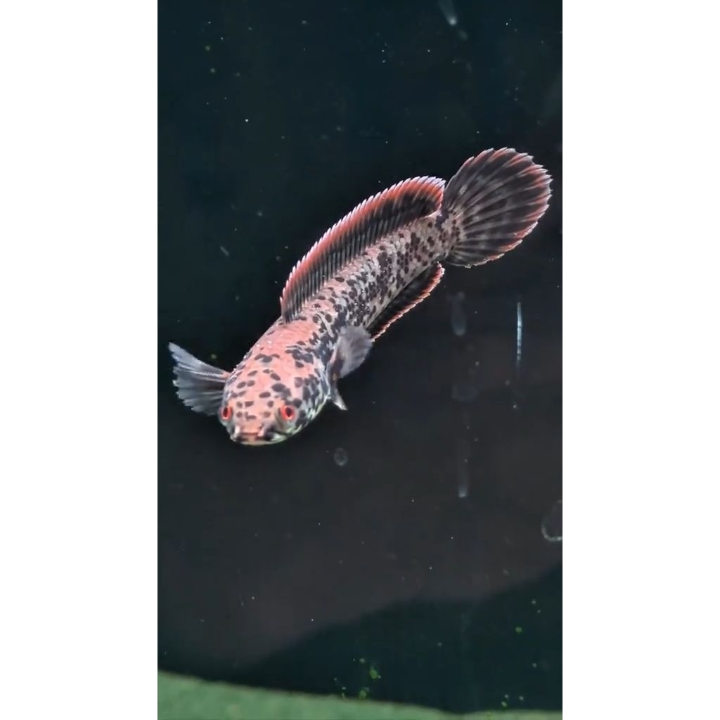 Channa Limbata Granit Ikan Hias Air Tawar Ukuran 10-20 cm