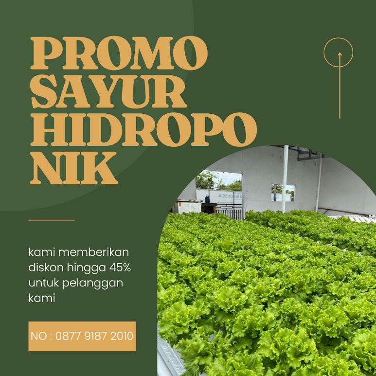 Pakcoy Hidroponik
