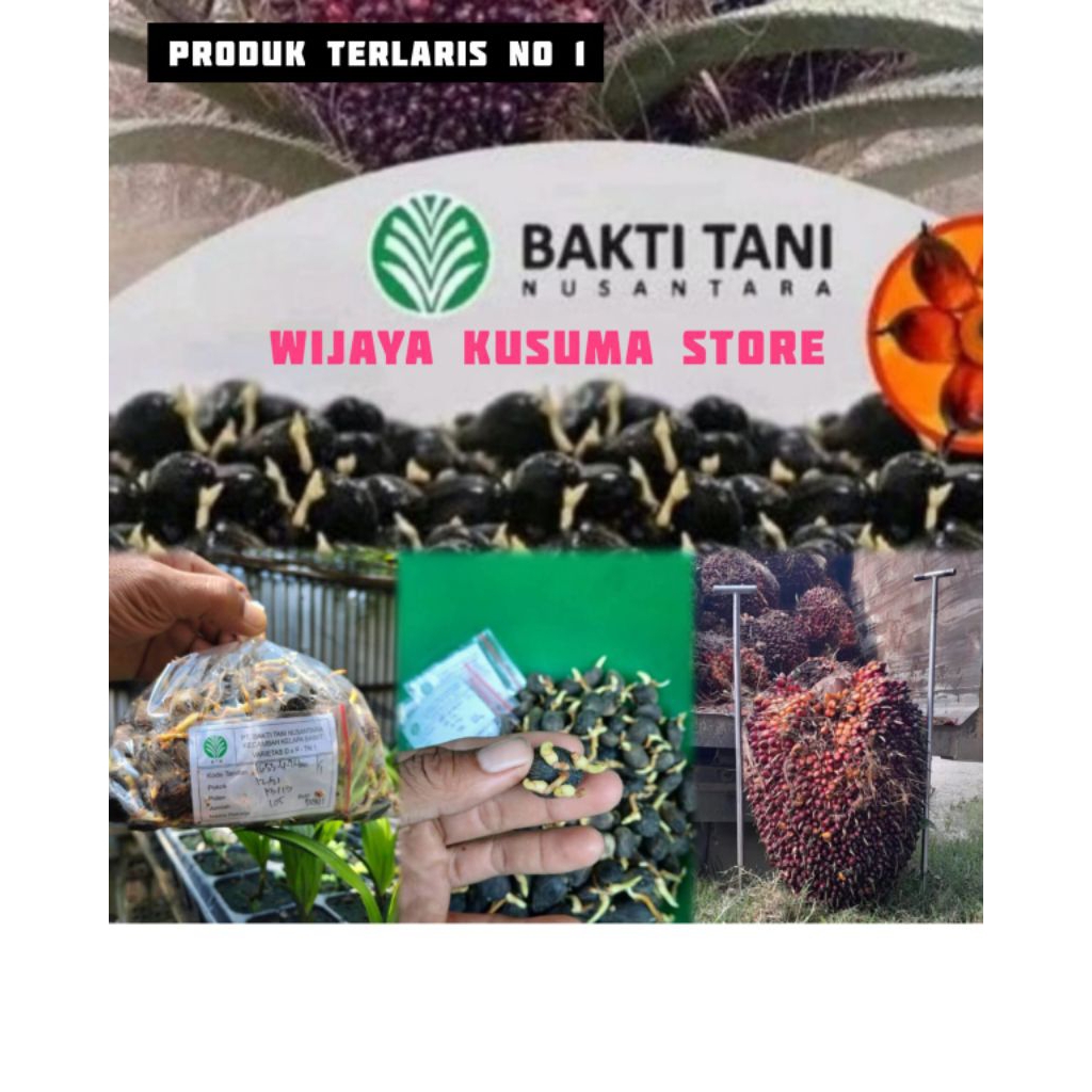 Bibit kecambah sawit TN 1 Original dapat sertiifikat