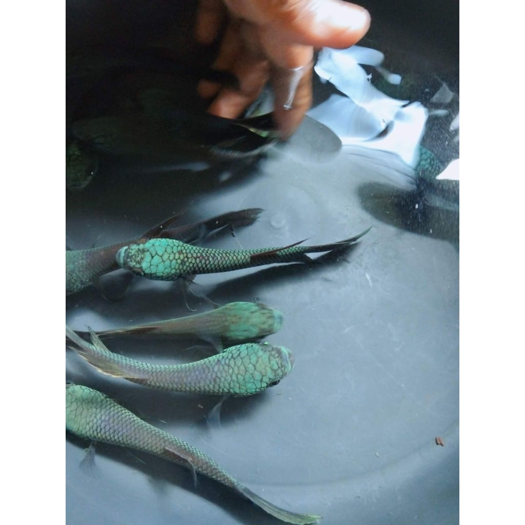 Wild Betta Antuta Full Mask 12cm up