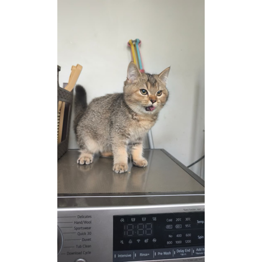 Kitten BSH mix 5 bulan Kota Bandung