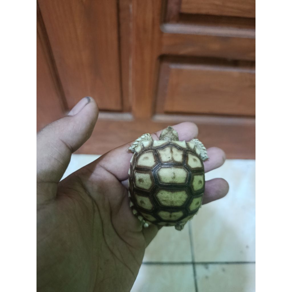 sulcata baby