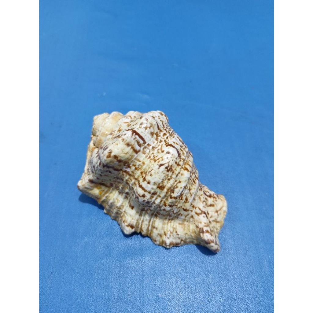 Cangkang Keong Koleksi