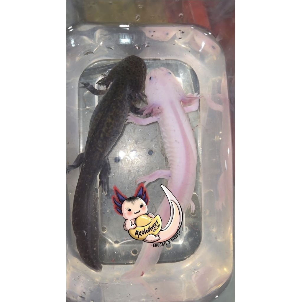 Axolotl Melanoid/ Leucistic/ Darkwild uk 15-17cm MURAH
