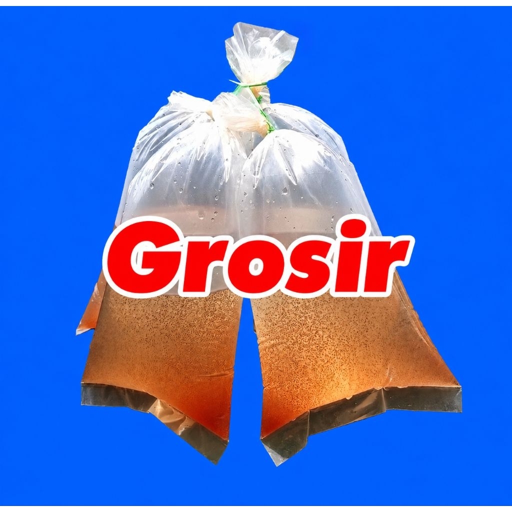 starter moina | kutir moina | kutu air | moina macrocopa