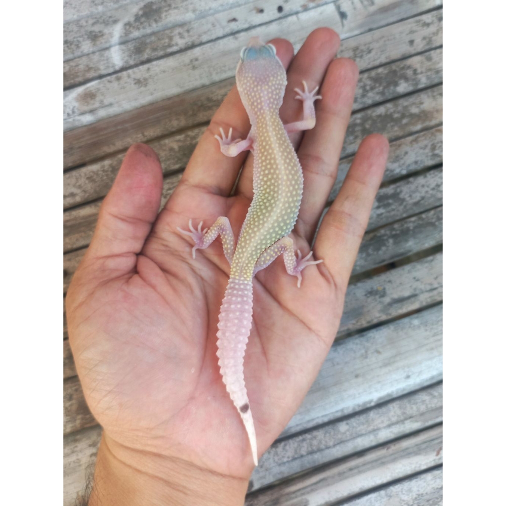 MAINAN GECKO MS BLIZZARD JUVENILE SESUAI FOTO