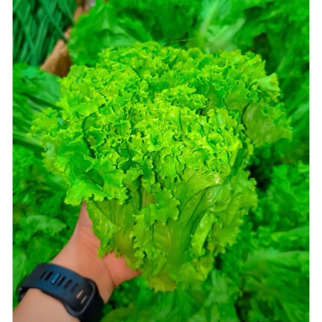 Selada 1kg