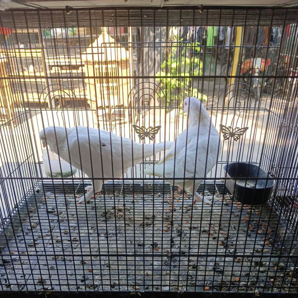 Merpati King sepasang