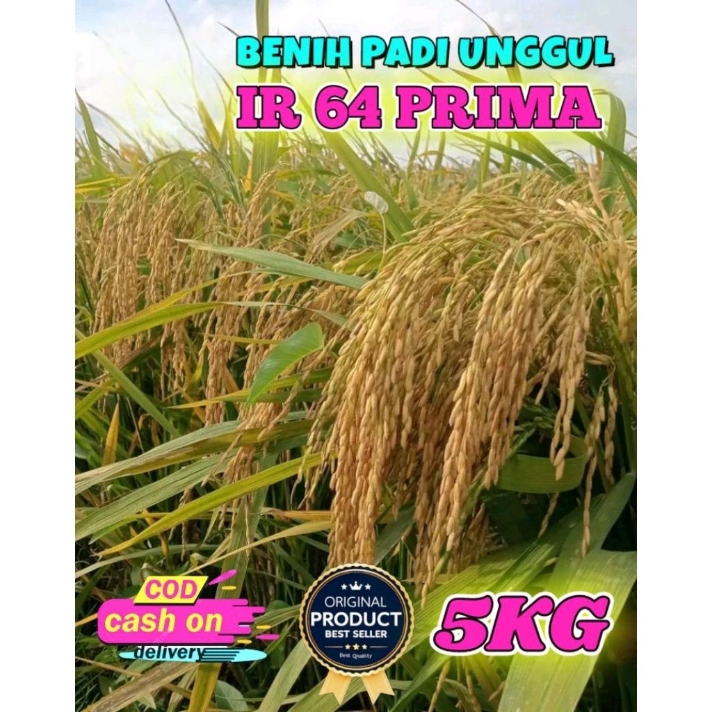 BENIH PADI BERKUALITAS IR 64 PRIMA KEMASAN 5KG ORIGINAL