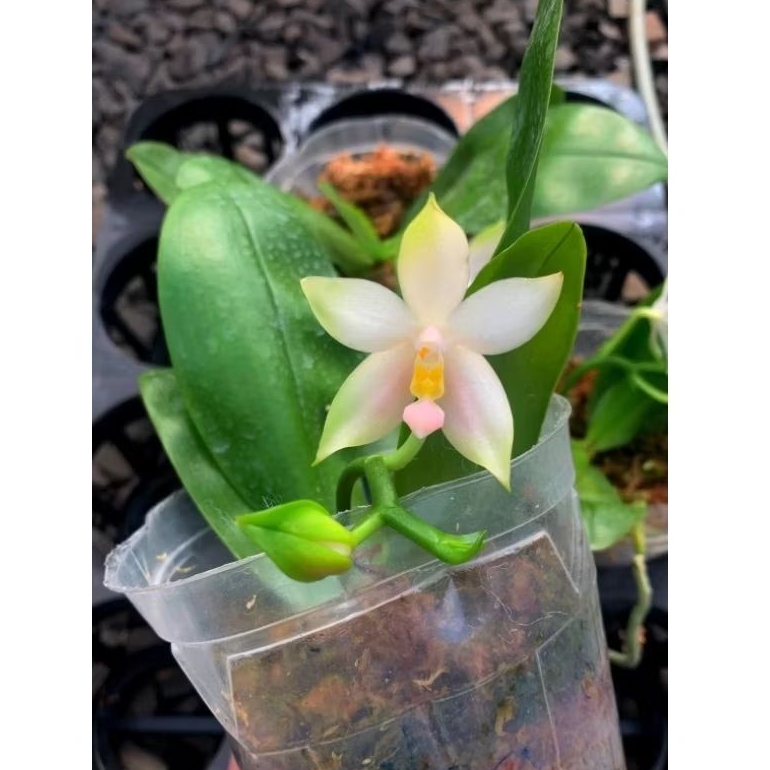 Dewasa - Phalaenopsis Bellina Var Alba