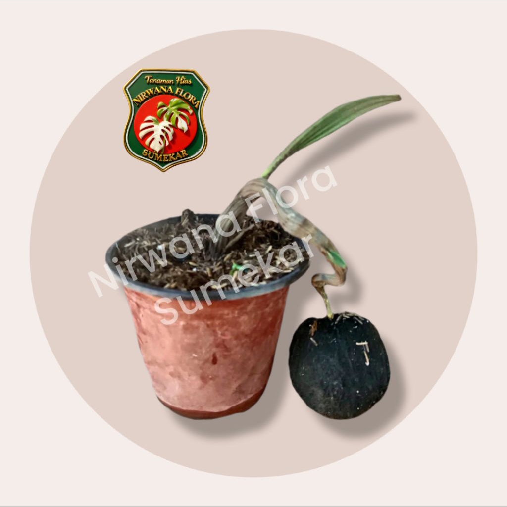 tanaman siwalan atau bibit pohon lontar