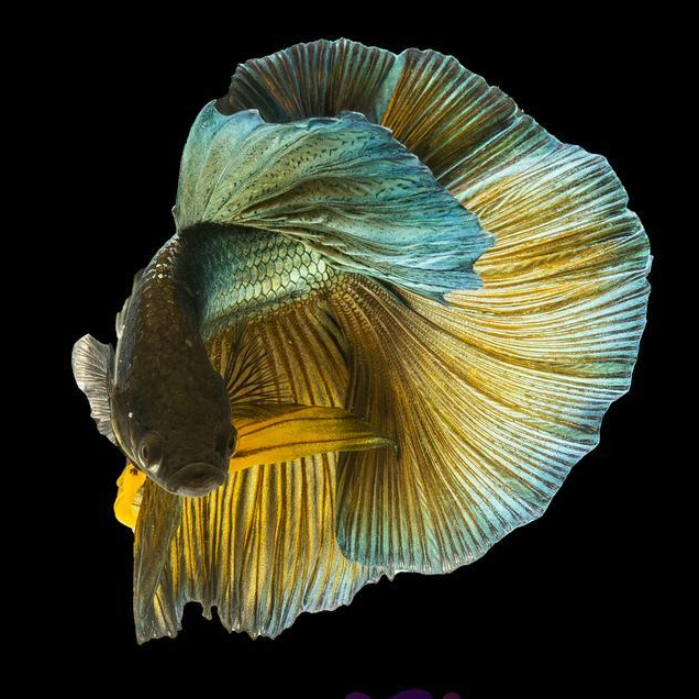 New Cupang Hias Halfmoon Green Mix Yellow Male / Betta Fish Halfmoon