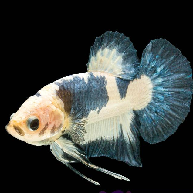 New Cupang Hias Blue Panda / Betta Fish Plakat