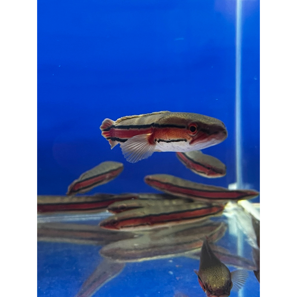 ikan hias toman 10-11cm random