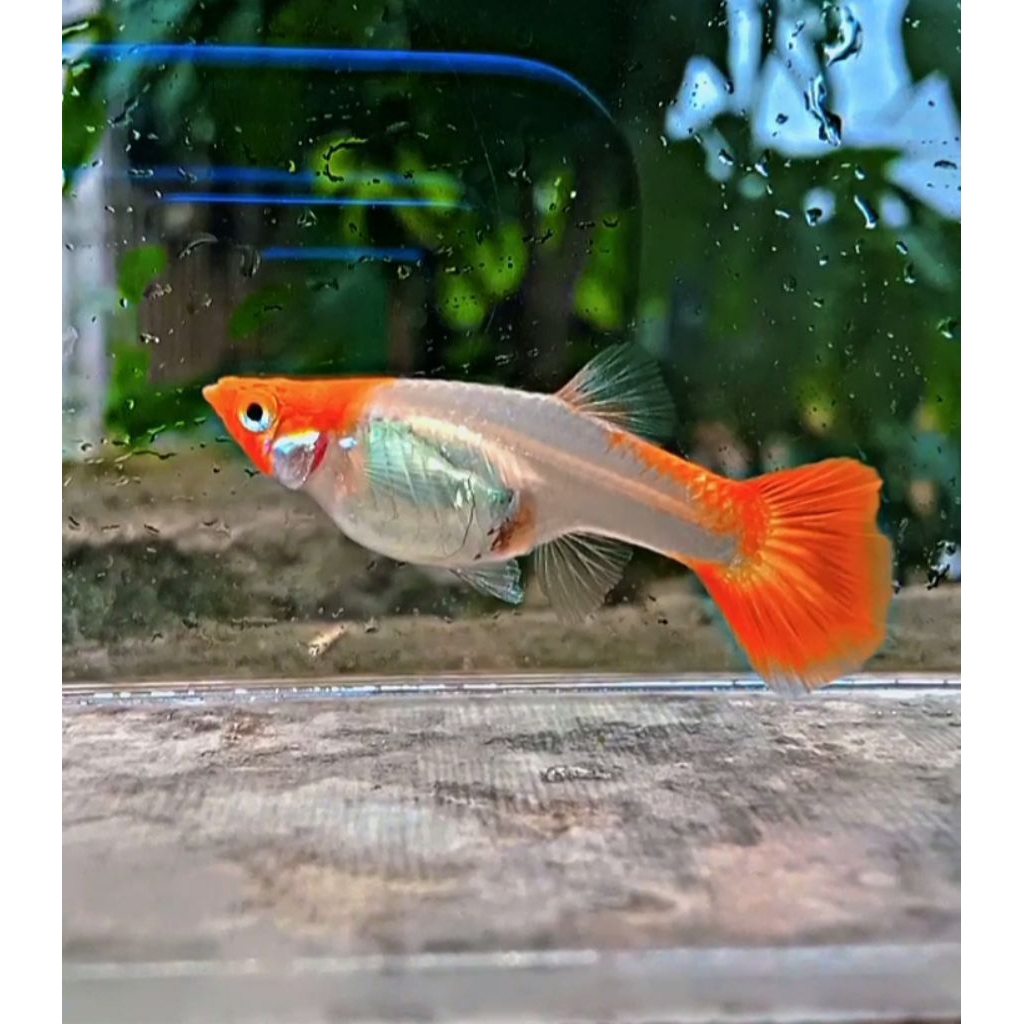guppy platinum koi