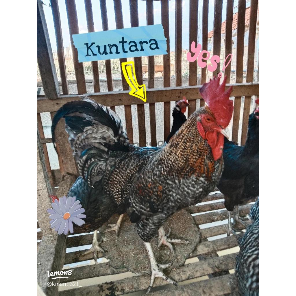 Telur Fertil Ayam KUNTARA 4 Untuk di Tetaskan - TELUR TETAS AYAM KUNTARA 4