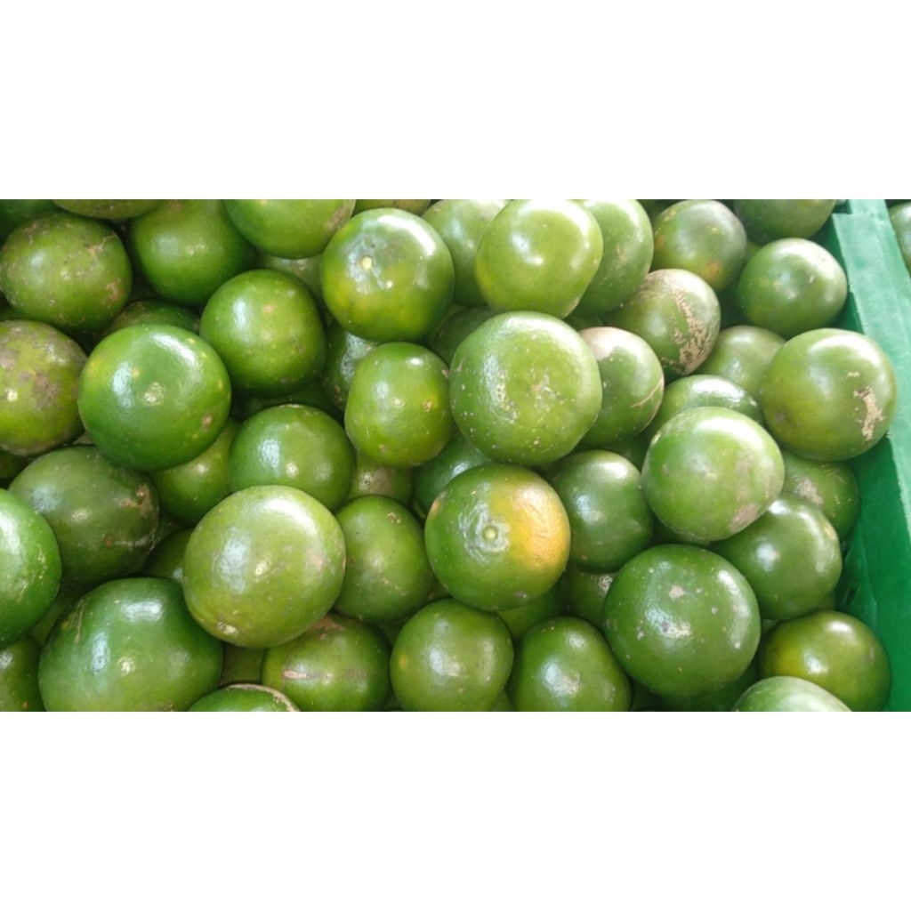 jeruk peras semboro paket 2kg