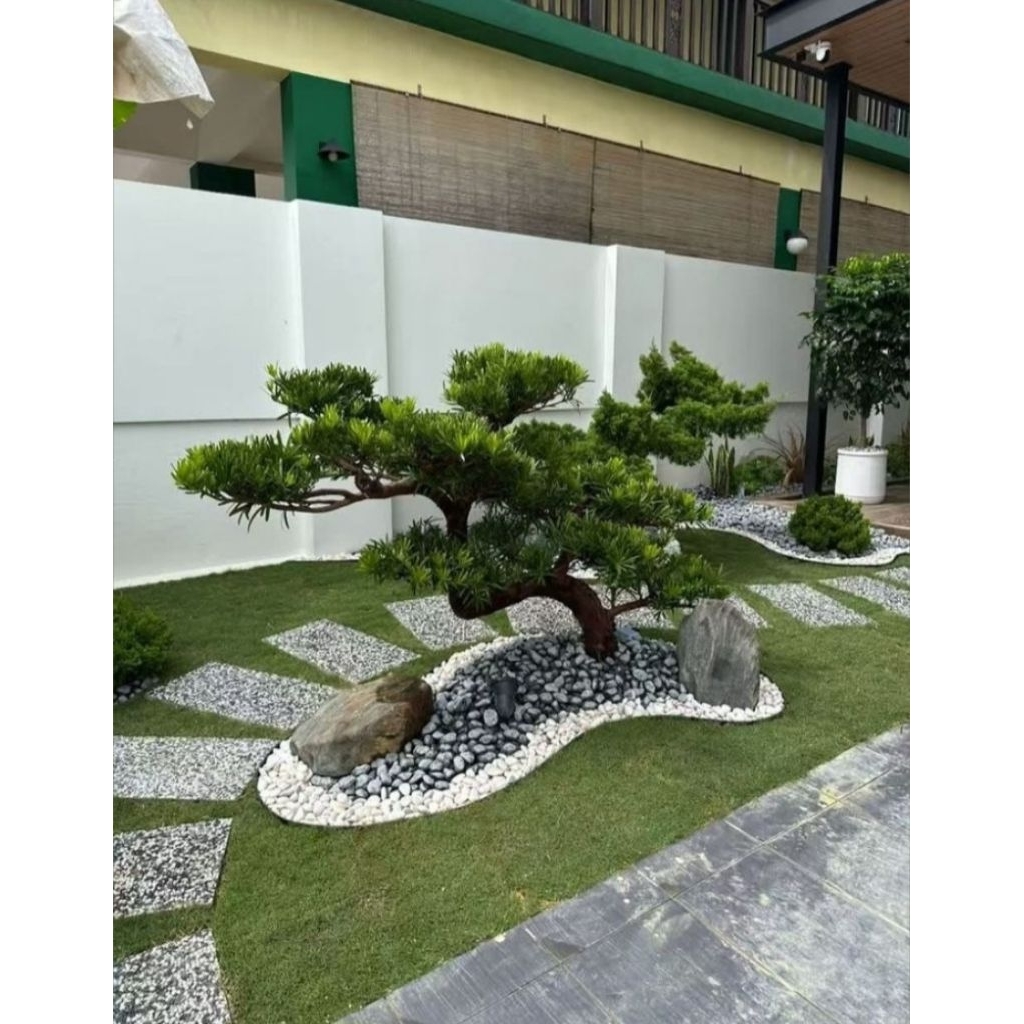 tanaman bonsai lohansung - bonsai lohansung