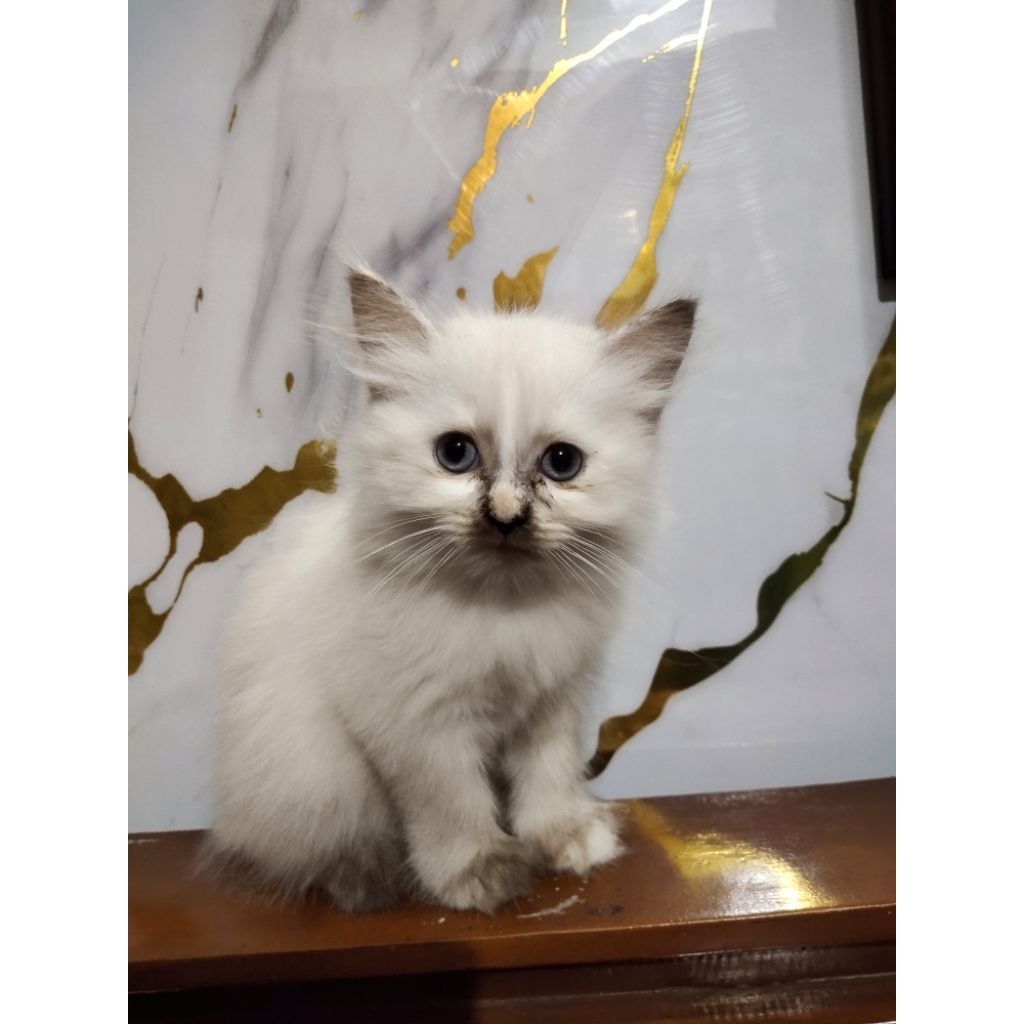 Lepas Adopsi Kucing Persia Kitten warna putih Himalaya lucu spt pakai kaos kaki