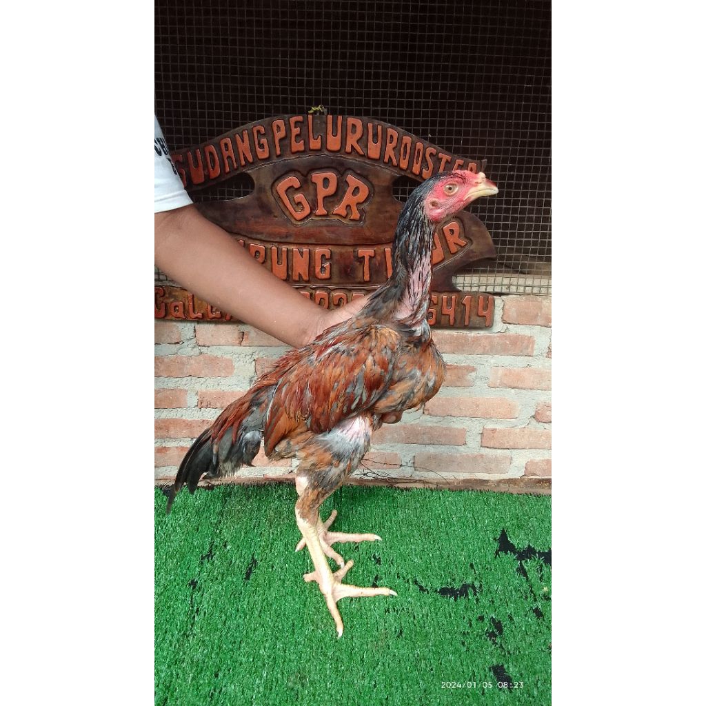 Telur Fertil Ayam Pakhoy Full Brakot x Plucker Drumband untuk Ditetaskan
