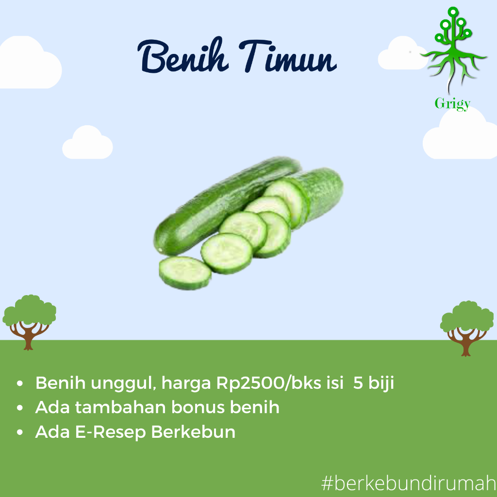 BENIH TIMUN LALAP , BIBIT TIMUN LALAP
