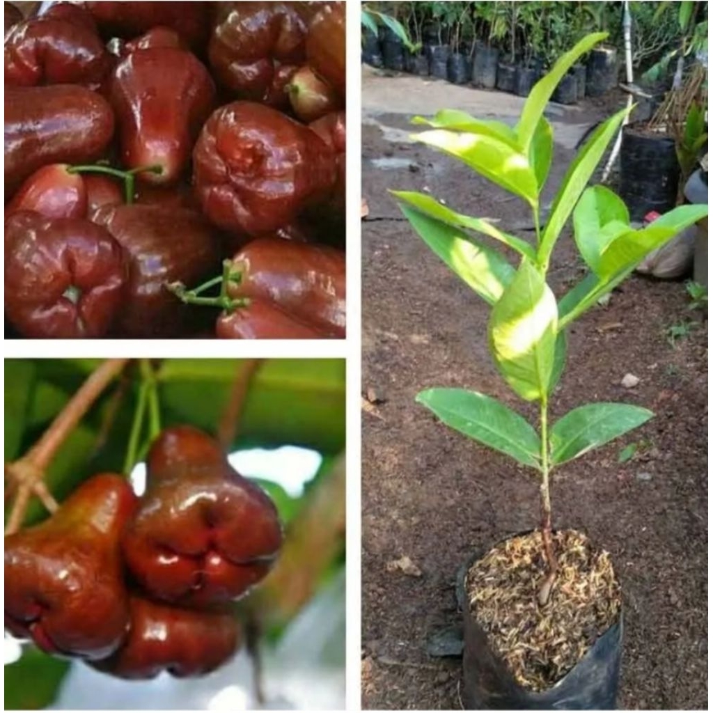 Bibit Jambu Air Cincalo Merah (Asli)