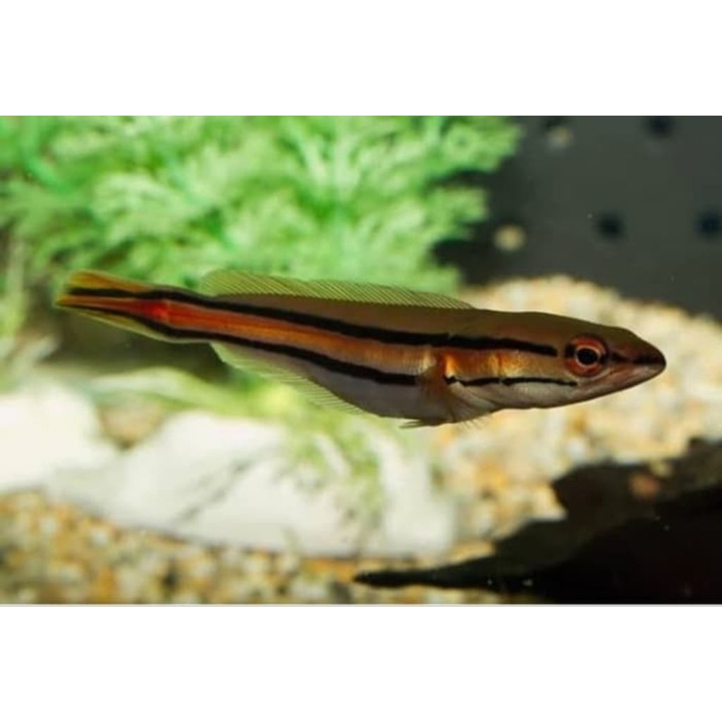 Ikan gabus toman uk 7-8cm