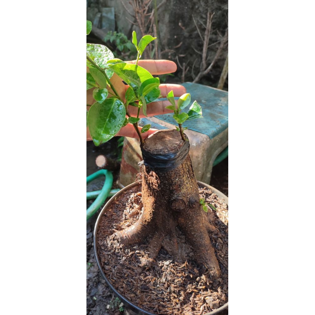bahan bonsai iprik