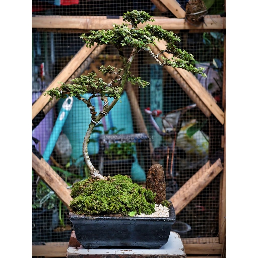 Bonsai Ulmus Variegata Super Micro Karakter PENJING REALPICT KOLEKSI SIAP PAJANG UKURAN BESAR