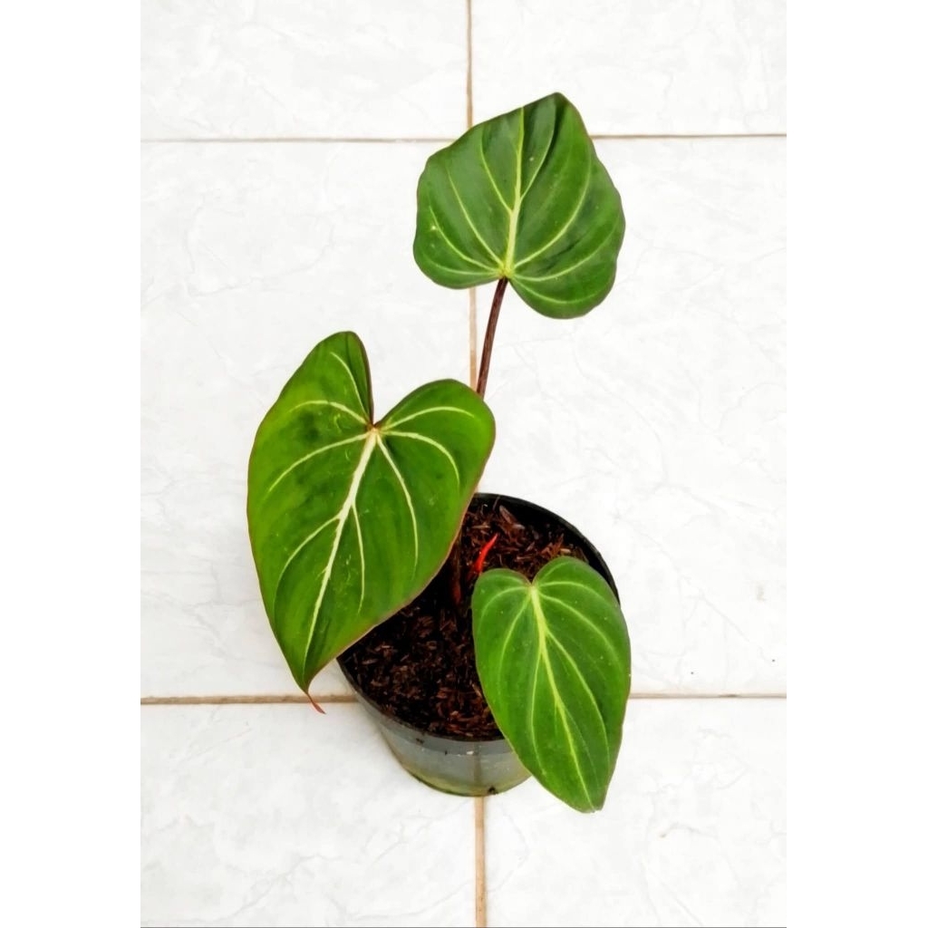 GLORIOSUM WHITE VEINS GEDE