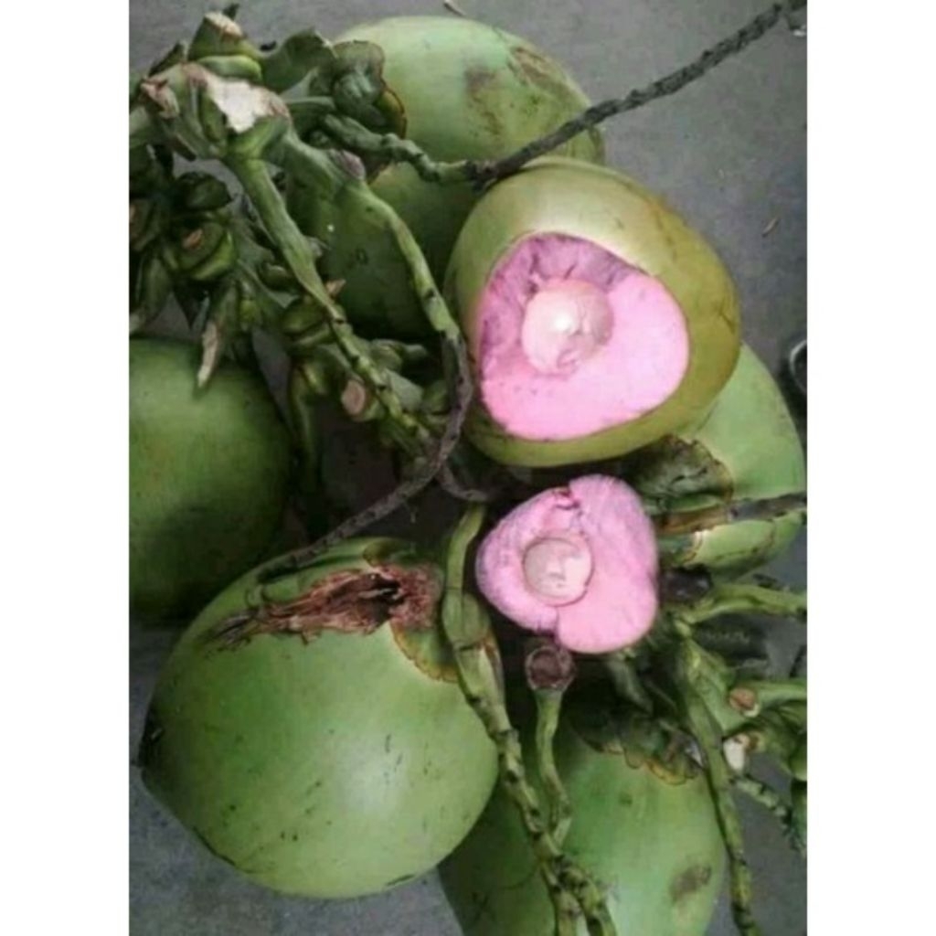 Degan ijo Kelapa muda ijo utuh