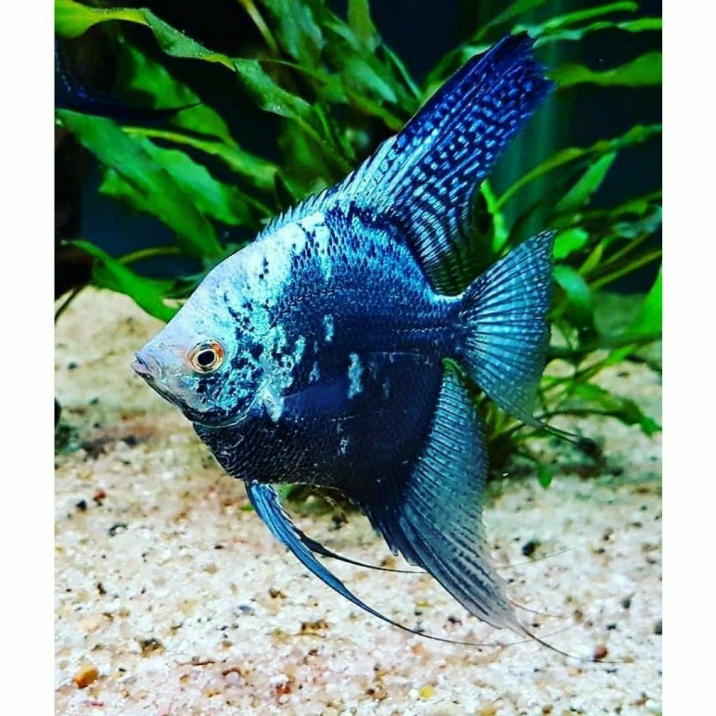 Hiasan Aquarium Ikan Hias Manfish Blue Smokey Anakan 3~4cm