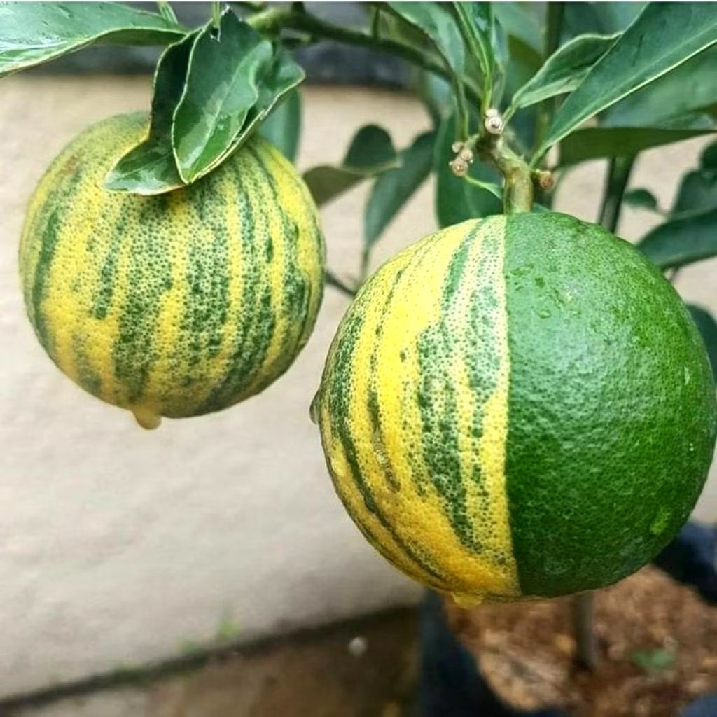 bibit pohon jeruk varigata, santang, citayam, sunkist