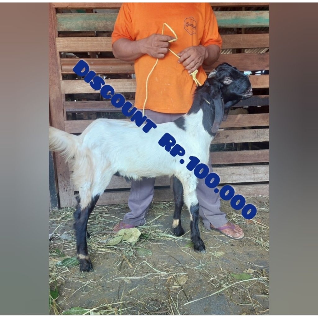 Kambing dan Domba Tipe Sedang Untuk Aqiqah, Nadzar, Haul, Syukuran, Potong Cacah, dan Pelihara / Aqi