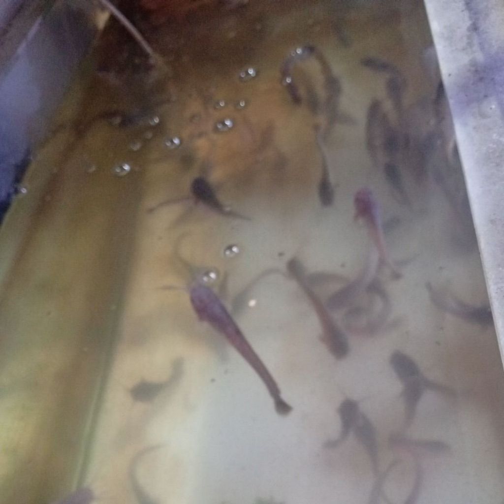 bibit lele 8-9cm, umpan mancing, pakan predator, isi 13ekor