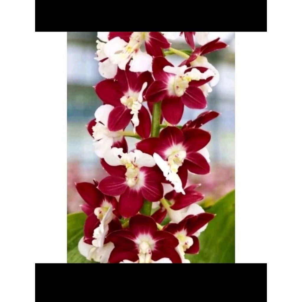 TANAMAN HIAS ANGGREK CYMBIDIUM BUNGA MERAH - ANGGREK TANAH CYMBIDIUM BUNGA MERAH