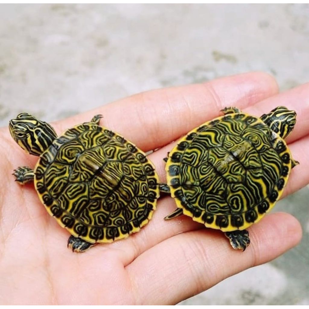 Makanan Pakan Pelet Ikan Kura Kura Peninsula Cooter Turtle Ukuran 3cm Mainan Anak Hiasan Aquarium Ko