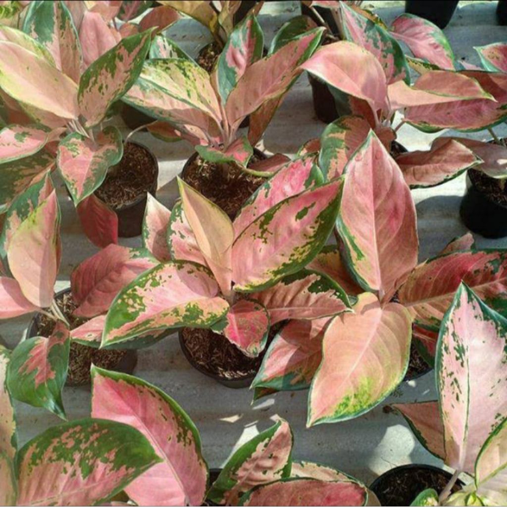 Aglonema Red Kochin Tembaga Ukuran Remaja Rimbun