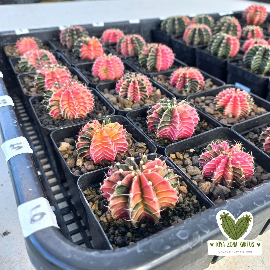 KZK KAKTUS LB Var MENOR Kaktus Gymnocalycium LB Hibrid