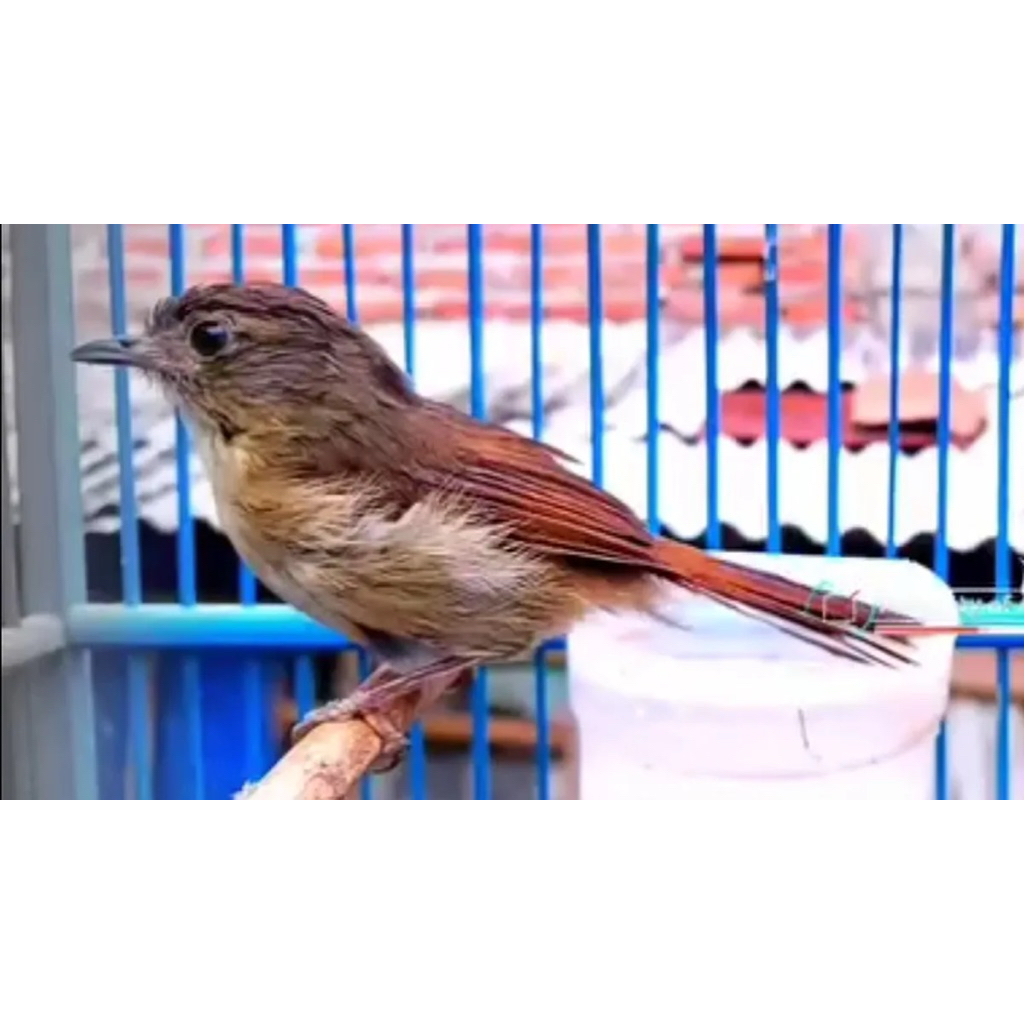 burung flamboyan