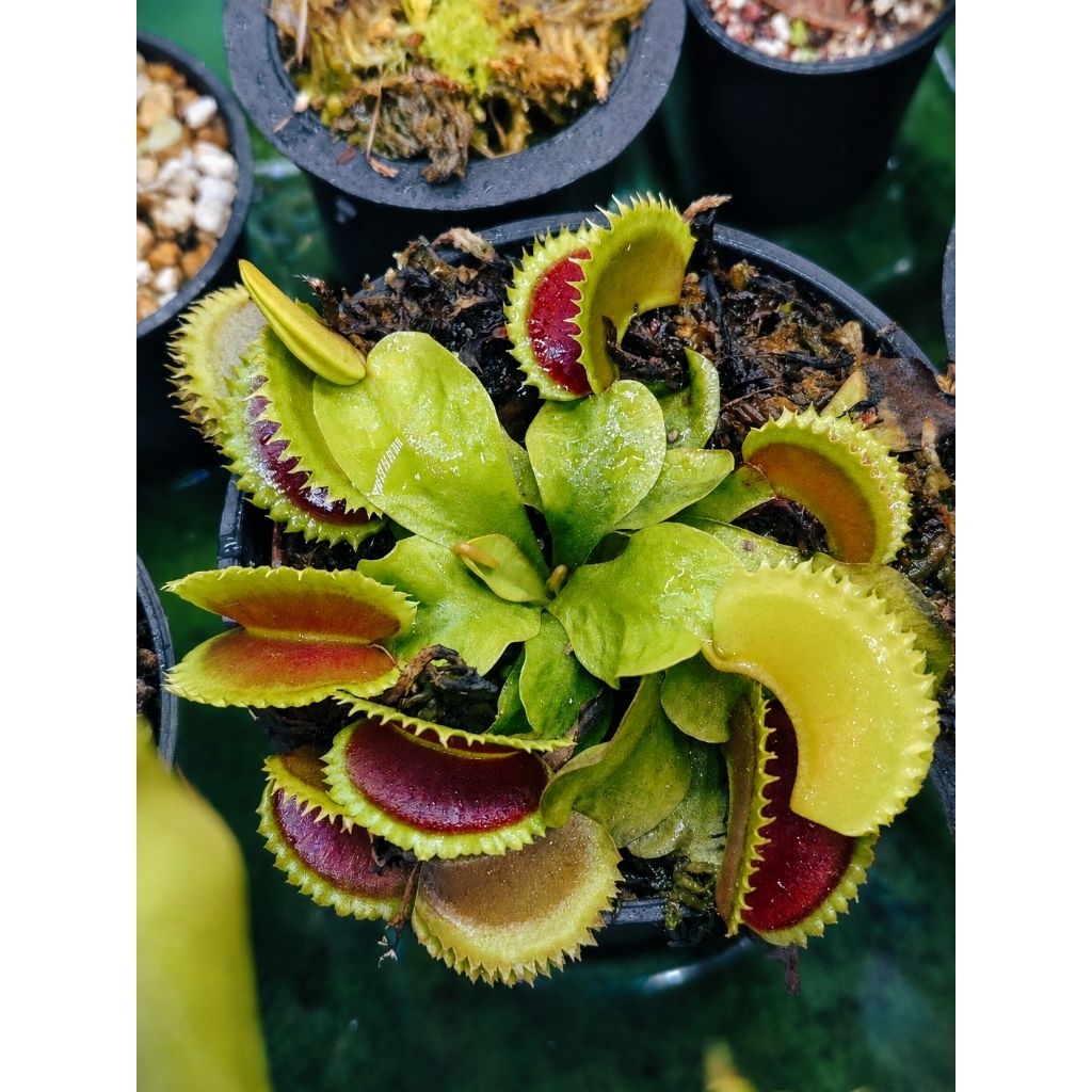 VFT Dracula