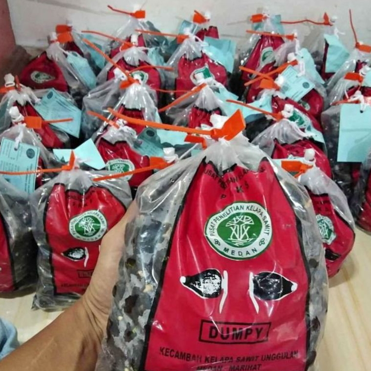 Benih Biji kelapa sawit Ppks Marihat Dumpy