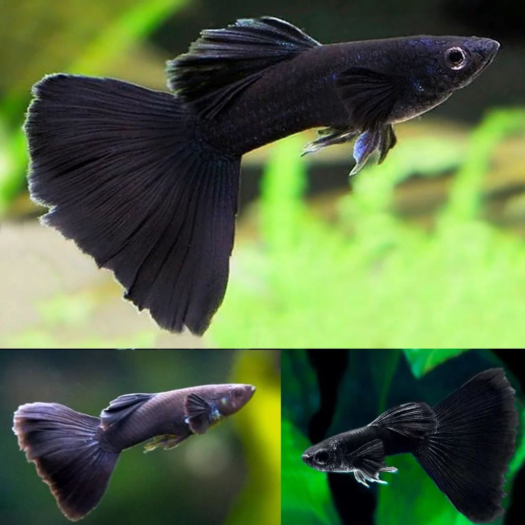 Guppy Black Moscow