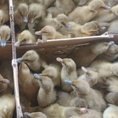 DOD LOKAL BETINA - ANAK ITIK BETINA, BEBEK PETELUR