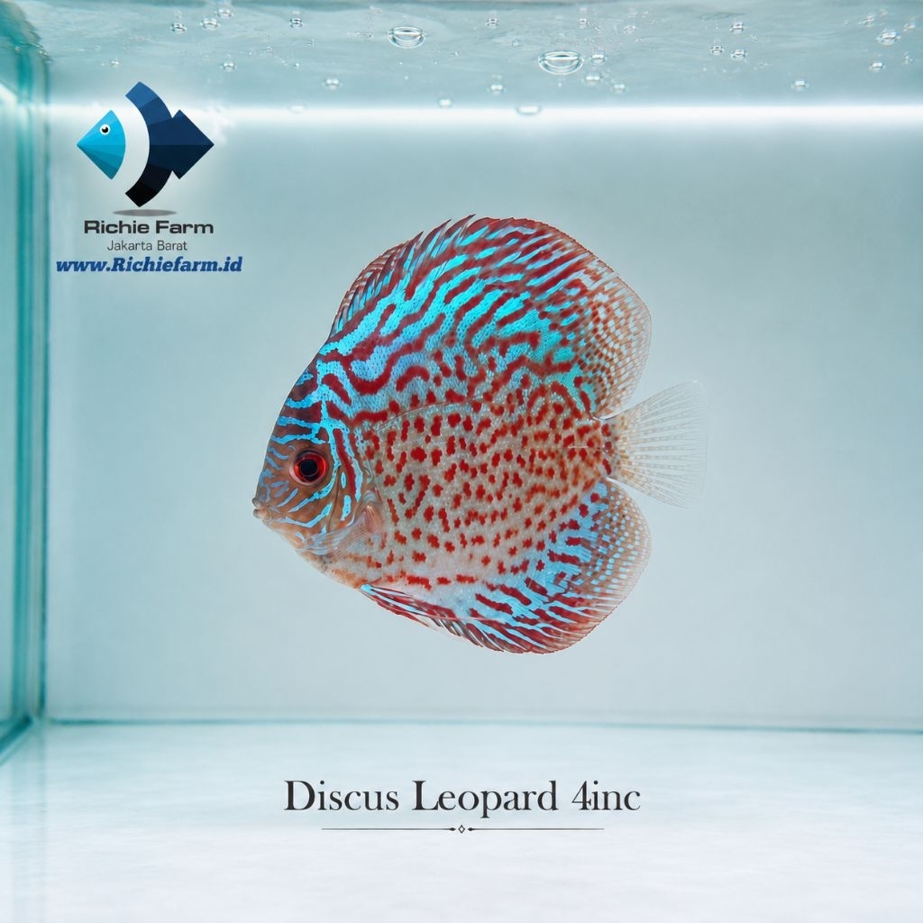 Discus  Leopard 4 inc